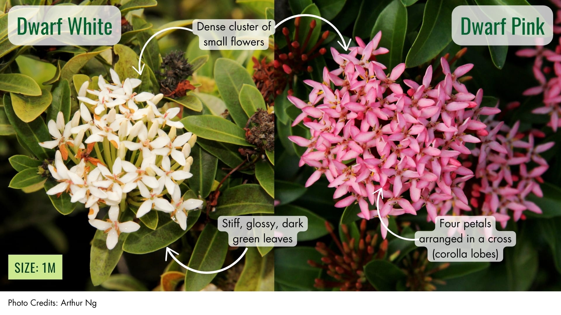 Ixora cultivars